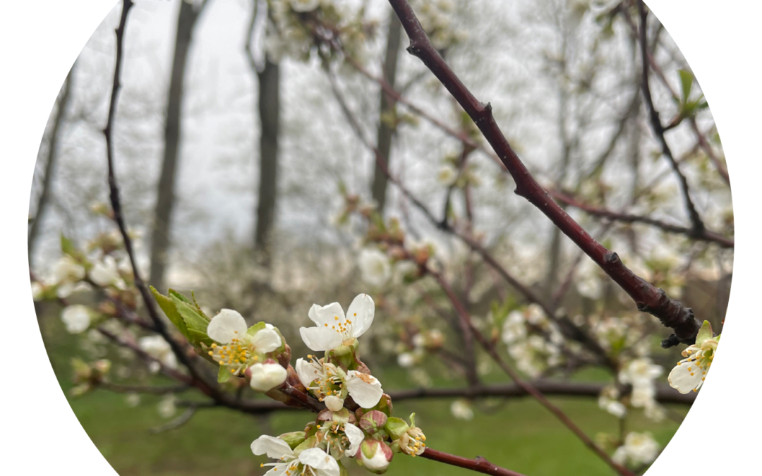 Backyard Tart Cherry Bloom