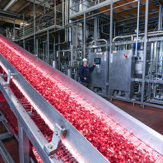 fruit distributor conveyor